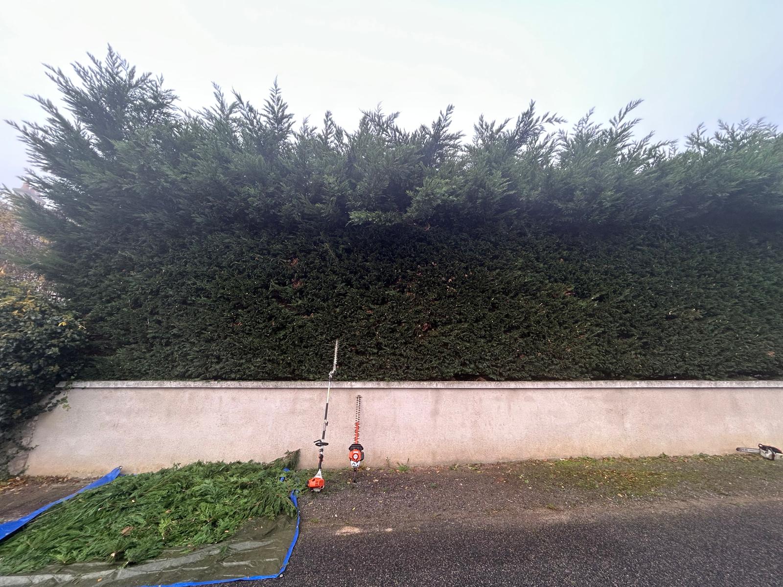 Élagage d'un arbre à Tours par Schartier élagueur 37