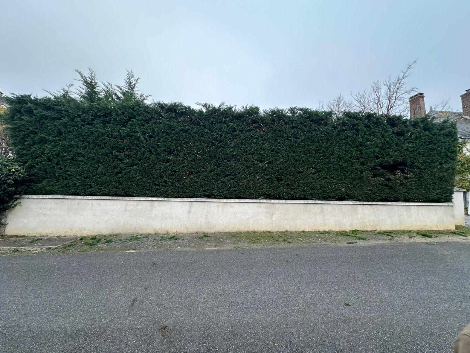 Taille de haies à Tours par Schartier élagueur 37