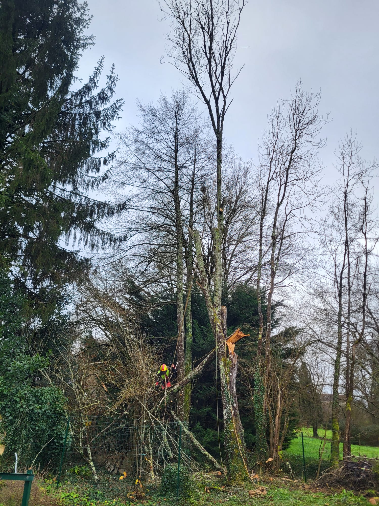 Élagage à Fondettes