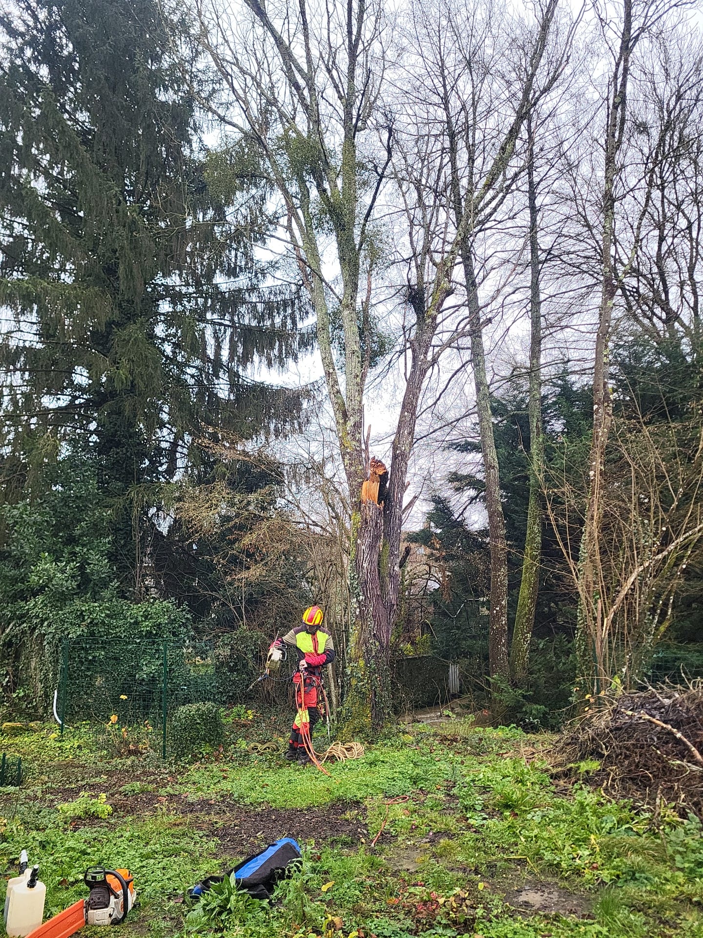 Blog élagage Schartier élagueur 37 à Tours