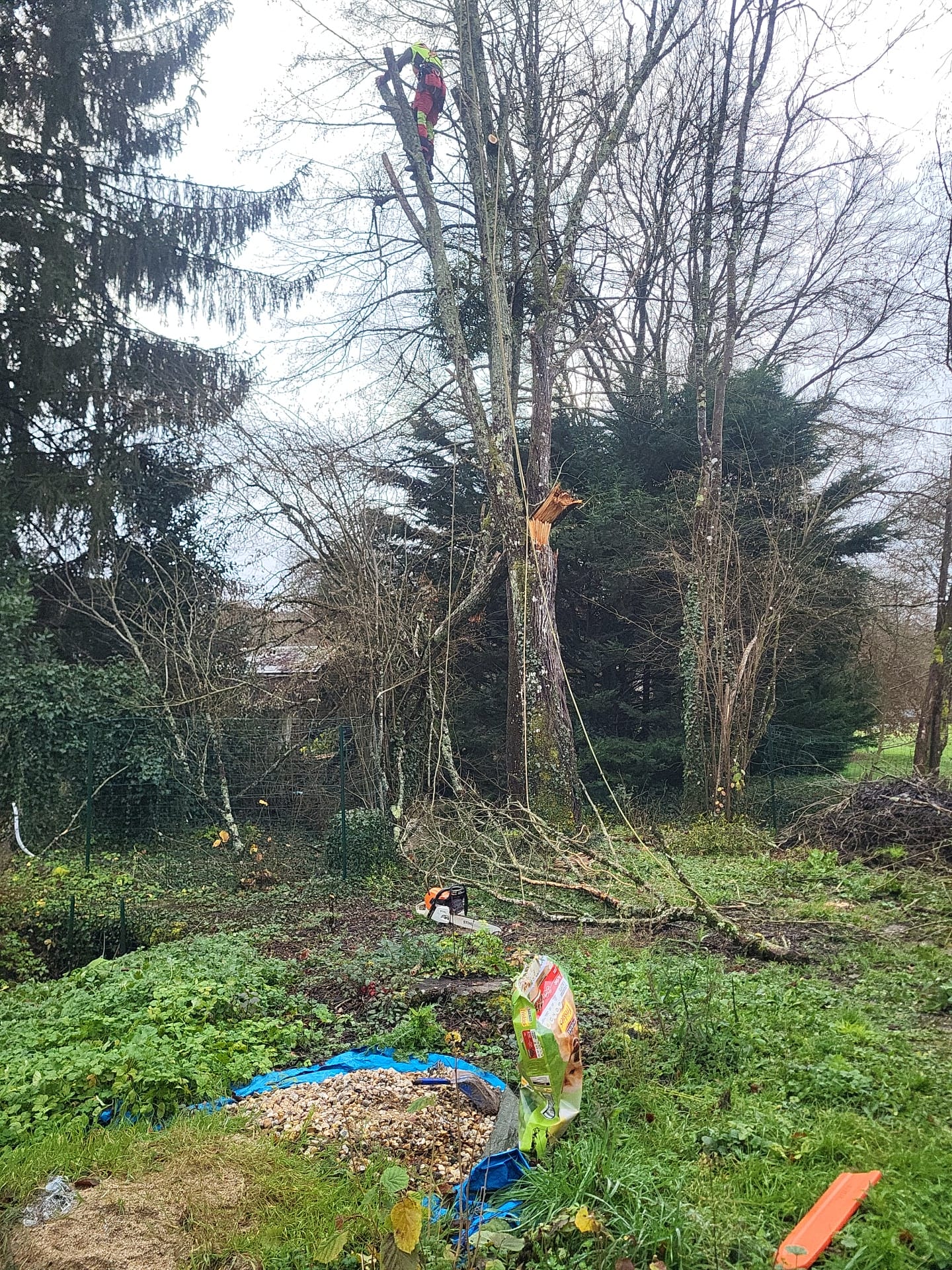 Élagage à La Riche par Schartier élagueur 37