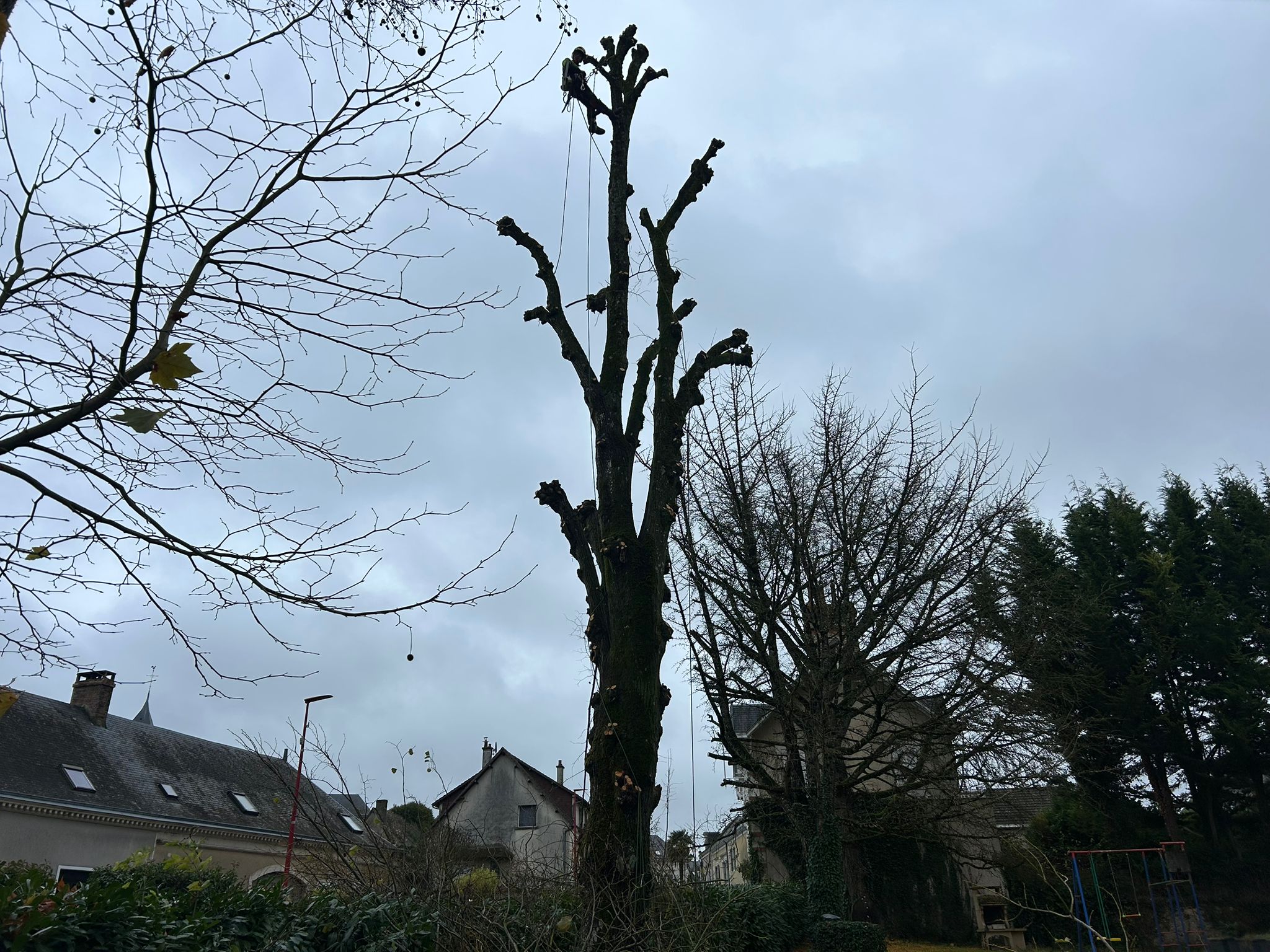 Abattage d'arbre à Tours par Schartier élagueur 37