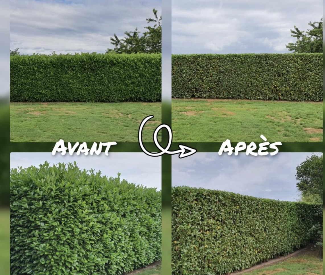 Dessouchage de souche à Tours par Schartier élagueur 37