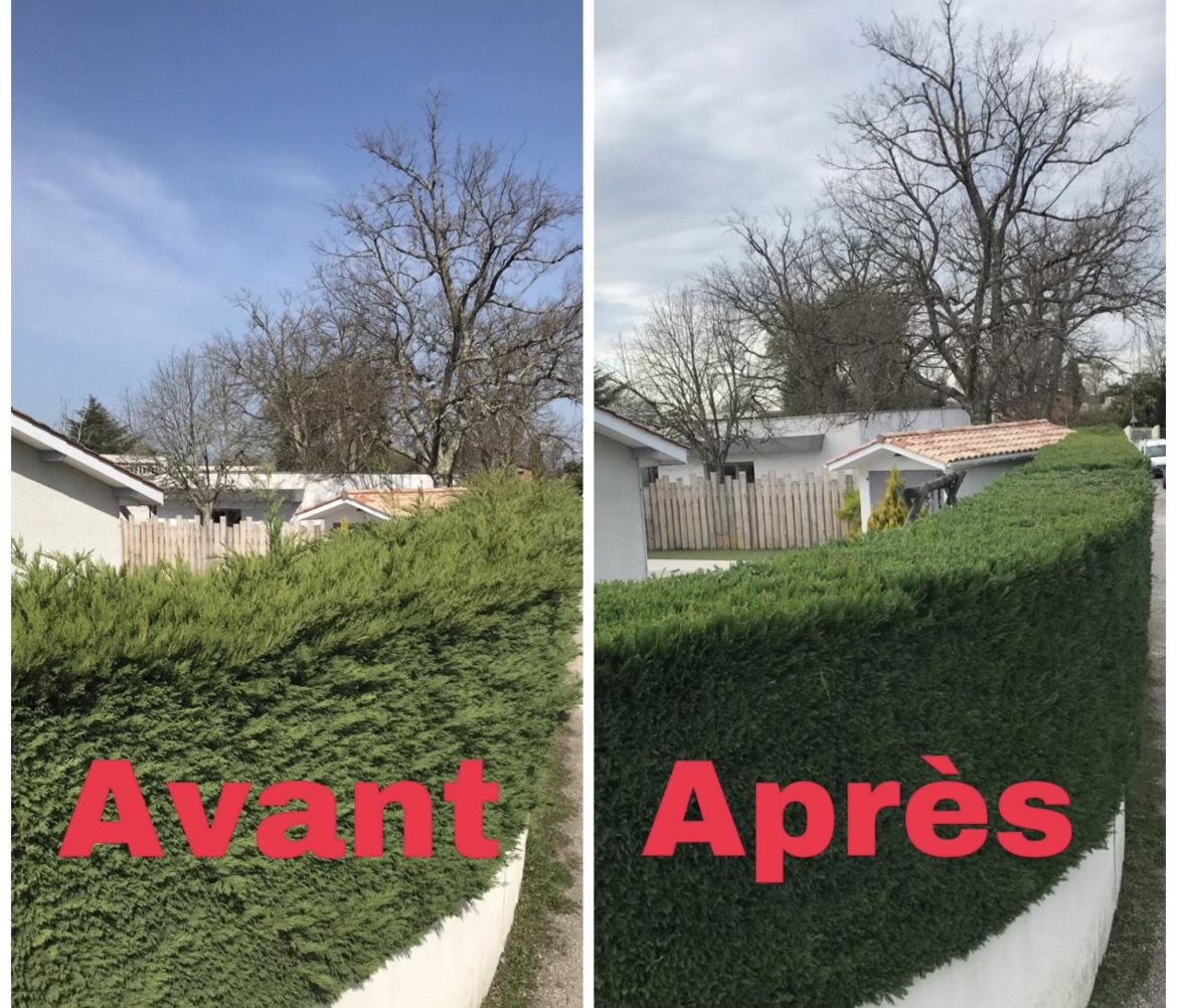 Taille d'arbres fruitiers à Tours par Schartier élagueur 37